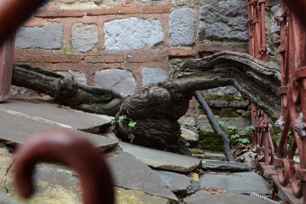 Лоза Светог Симеона Мироточивог